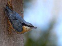 Boomklever #04 : Boomklever, Sitta europaea, Nuthatch