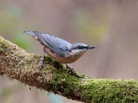 Sitta europaea 69, Boomklever, Saxifraga-Luuk Vermeer