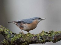 Sitta europaea 72, Boomklever, Saxifraga-Luuk Vermeer