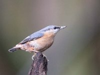 Sitta europaea 75, Boomklever, Saxifraga-Luuk Vermeer