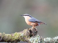 Sitta europaea 87, Boomklever, Saxifraga-Luuk Vermeer