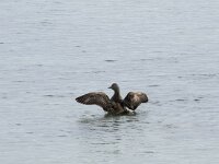 Somateria mollissima 87, Eider, Saxifraga-Willem van Kruijsbergen