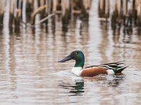 Spatula clypeata 102, Slobeend, adult, male, Saxifraga-Theo Verstrael