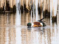 Spatula clypeata 103, Slobeend, adult, male, Saxifraga-Theo Verstrael
