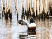 Spatula clypeata 108, Slobeend, adult, male, Saxifraga-Theo Verstrael