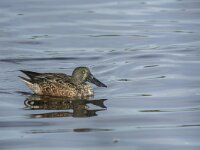 Spatula clypeata 75, Slobeend, adult male, eclipse plumage, Saxifraga-Theo Verstrael