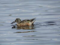 Spatula clypeata 98, Slobeend, adult, male in eclips plumage, Saxifraga-Theo Verstrael