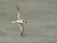 Sterna albifrons 29, Dwergstern, Saxifraga-Mark Zekhuis