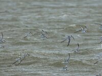 Sterna albifrons 32, Dwergstern, Saxifraga-Mark Zekhuis