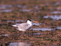 Sterna bengalensis, Lesser Crested Tern