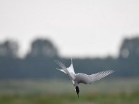 Sterna hirundo 102, Visdief, Saxifraga-Luuk Vermeer