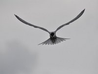 Sterna hirundo 104, Visdief, Saxifraga-Luuk Vermeer