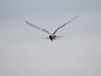 Sterna hirundo 107, Visdief, Saxifraga-Luuk Vermeer