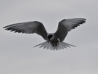 Sterna hirundo 109, Visdief, Saxifraga-Luuk Vermeer