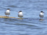 Sterna hirundo 118, Visdief, Saxifraga-Tom Heijnen