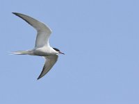 Sterna hirundo 119, Visdief, Saxifraga-Tom Heijnen