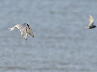 Sterna hirundo 121, Visdief, Saxifraga-Tom Heijnen