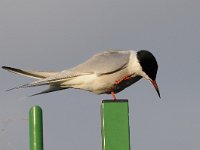 Sterna hirundo 96, Visdief, Saxifraga-Luuk Vermeer