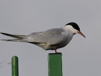 Sterna hirundo 97, Visdief, Saxifraga-Luuk Vermeer