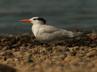Sterna maxima, Royal Tern