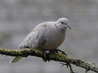 Streptopelia decaocto 23, Turkse tortel, Saxifraga-Luuk Vermeer