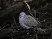 Streptopelia decaocto 32, Turkse tortel, Saxifraga-Luuk Vermeer