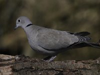 Streptopelia decaocto 35, Turkse tortel, Saxifraga-Luuk Vermeer