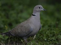 Streptopelia decaocto 37, Turkse tortel, Saxifraga-Luuk Vermeer