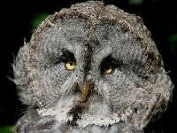 Strix nebulosa, Great Grey Owl