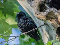 Sturnus unicolor 16, Zwarte spreeuw, adult, male, Saxifraga-Theo Verstrael