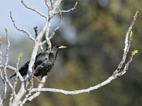 Sturnus unicolor 8, Zwarte spreeuw, Saxifraga-Tom Heijnen