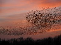 Sturnus vulgaris 101, Spreeuw, Saxifraga-Luuk Vermeer