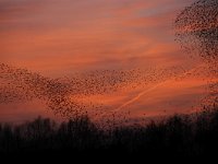 Sturnus vulgaris 105, Spreeuw, Saxifraga-Luuk Vermeer