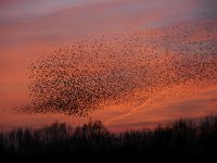 Sturnus vulgaris 108, Spreeuw, Saxifraga-Luuk Vermeer