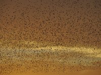 Sturnus vulgaris 114, Spreeuw, Saxifraga-Luuk Vermeer