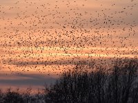 Sturnus vulgaris 126, Spreeuw, Saxifraga-Luuk Vermeer