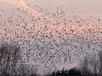 Sturnus vulgaris 129, Spreeuw, Saxifraga-Luuk Vermeer