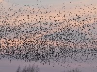 Sturnus vulgaris 130, Spreeuw, Saxifraga-Luuk Vermeer