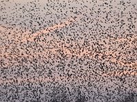 Sturnus vulgaris 131, Spreeuw, Saxifraga-Luuk Vermeer