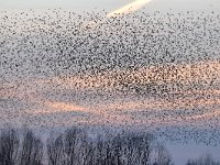 Sturnus vulgaris 133, Spreeuw, Saxifraga-Luuk Vermeer