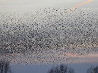 Sturnus vulgaris 137, Spreeuw, Saxifraga-Luuk Vermeer