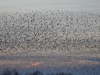 Sturnus vulgaris 140, Spreeuw, Saxifraga-Luuk Vermeer