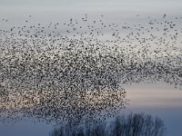 Sturnus vulgaris 142, Spreeuw, Saxifraga-Luuk Vermeer