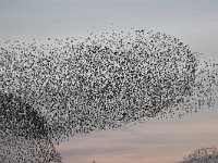 Sturnus vulgaris 151, Spreeuw, Saxifraga-Luuk Vermeer