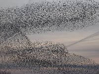 Sturnus vulgaris 152, Spreeuw, Saxifraga-Luuk Vermeer