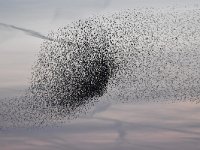 Sturnus vulgaris 153, Spreeuw, Saxifraga-Luuk Vermeer