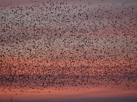 Sturnus vulgaris 163, Spreeuw, Saxifraga-Luuk Vermeer