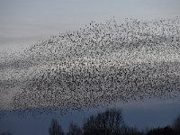 Sturnus vulgaris 174, Spreeuw, Saxifraga-Luuk Vermeer