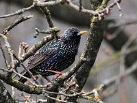 Sturnus vulgaris 187, Spreeuw, Saxifraga-Hans Dekker