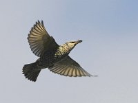 Sturnus vulgaris 197, Spreeuw, Saxifraga-Tom Heijnen